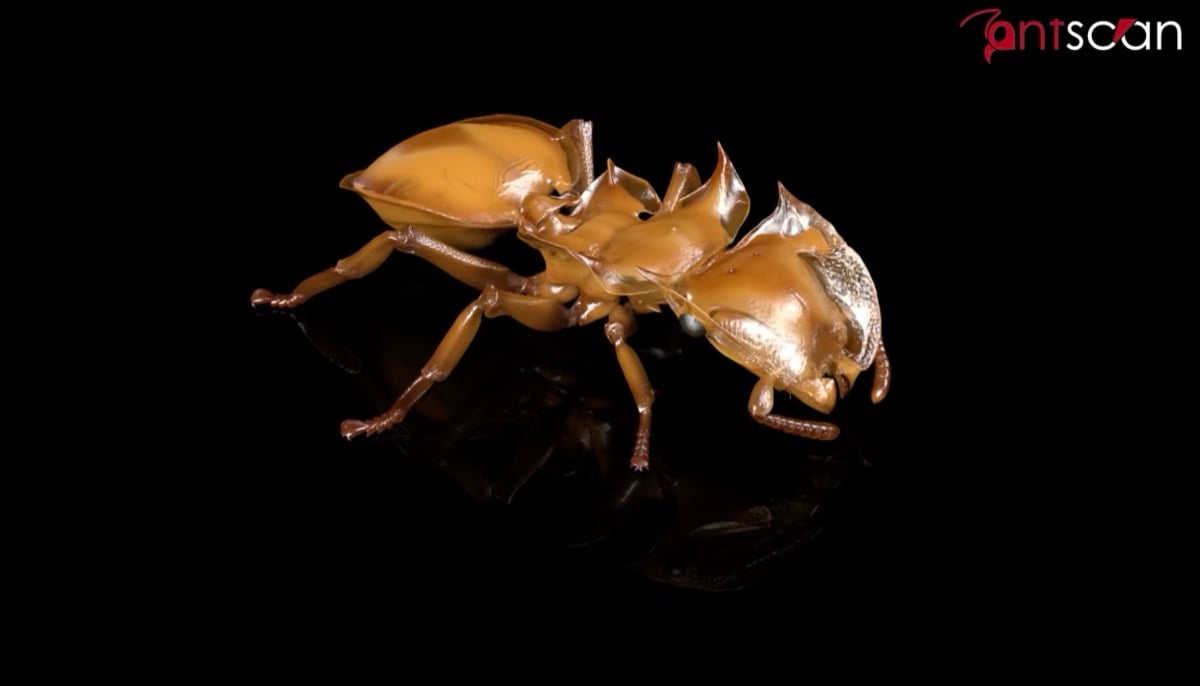 AntScan : ils utilisent un accélérateur de particules pour scanner 2 000 fourmis