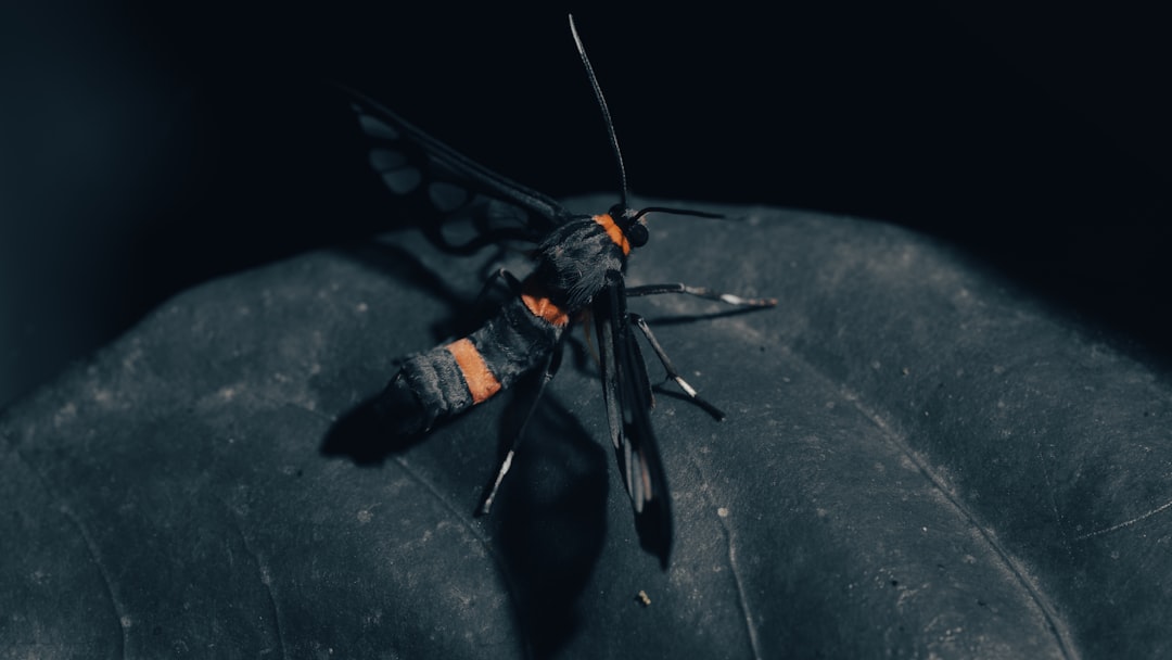 BountyOS : une distribution Linux dédiée aux chasseurs de bugs