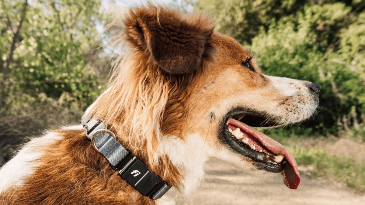 GPS Starlink pour chien : leçons digitales pour votre entreprise