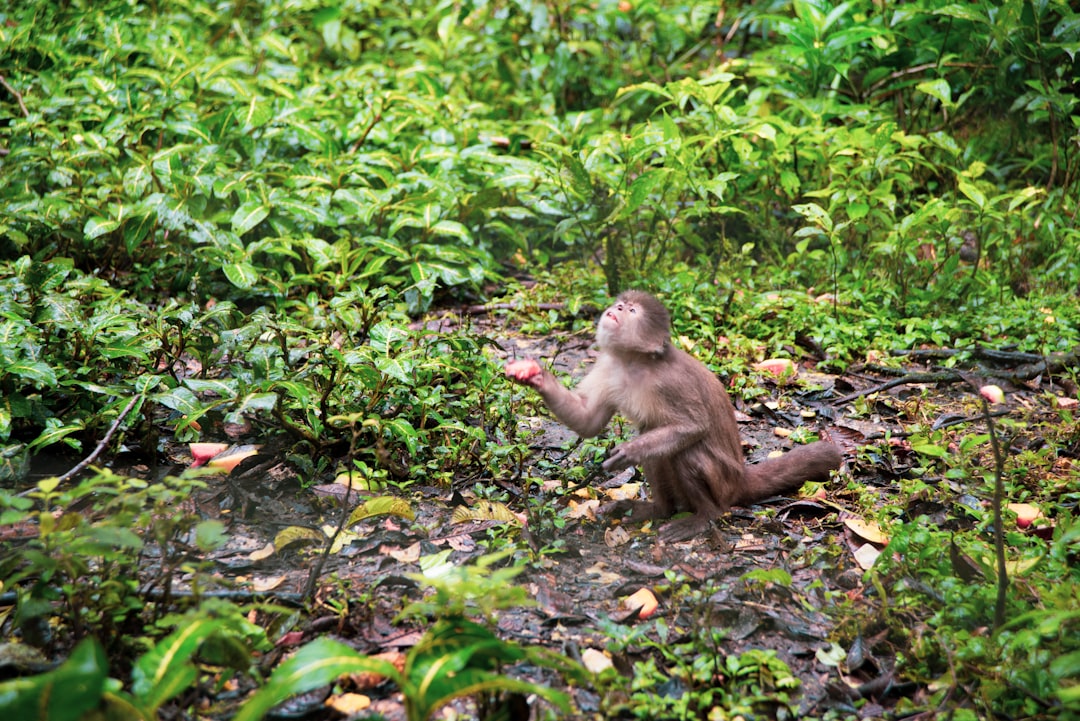 Cloning could be used to save species—or make human “organ sacks”