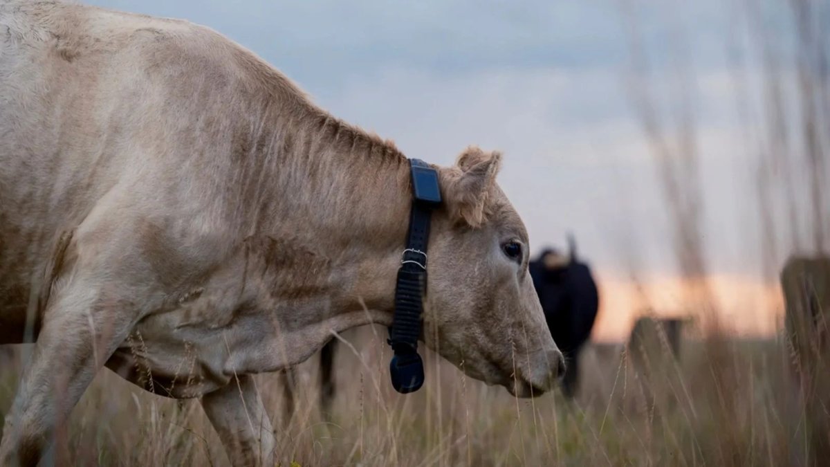 Des vaches connectées aux satellites : Starlink s’invite dans l’élevage