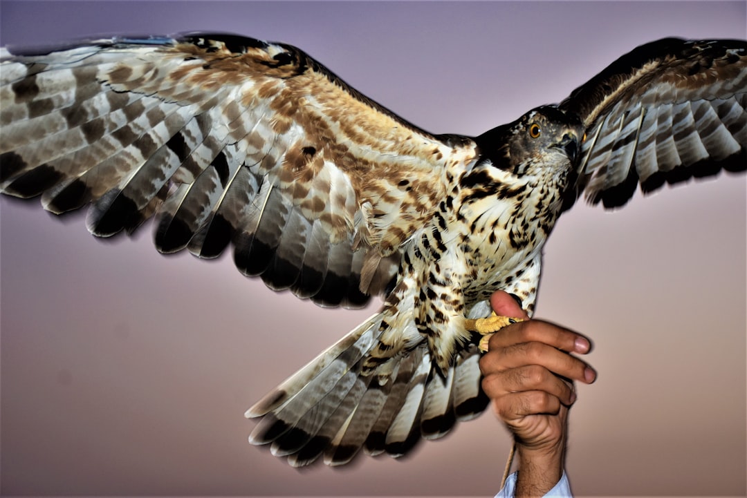 Falcon : l’IA des Émirats arabes unis qui séduit le monde