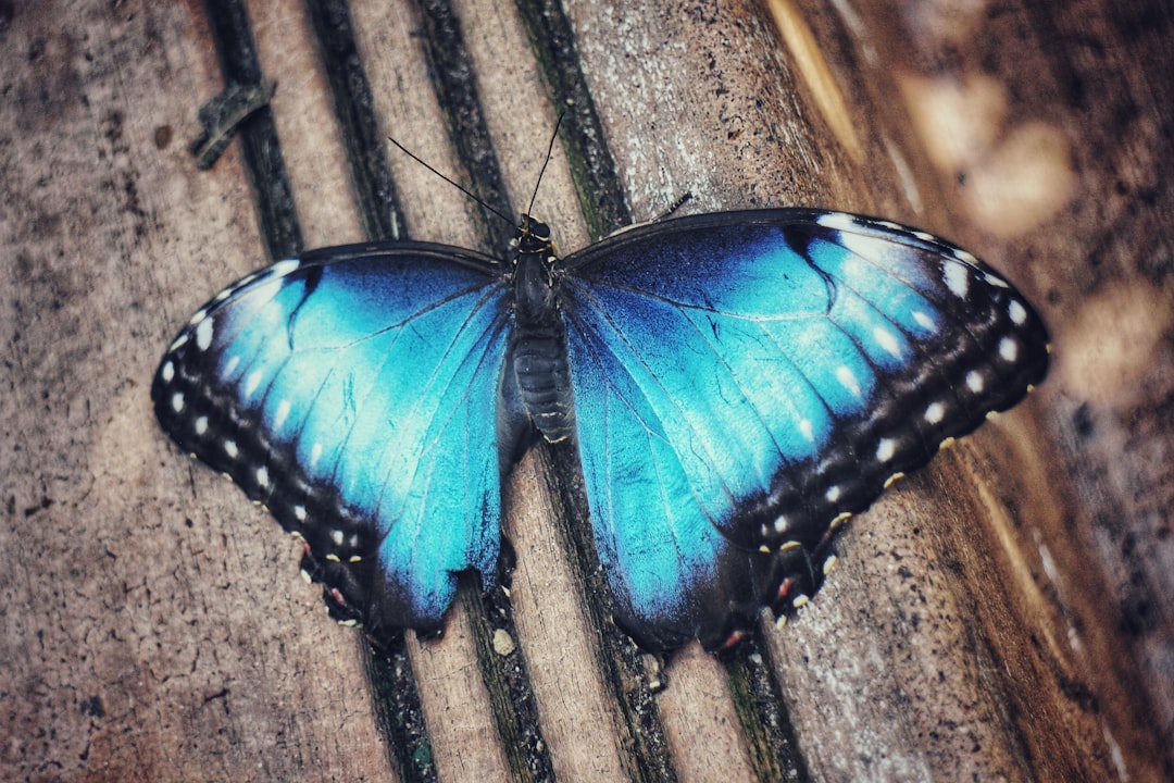 Flutter : mise à jour de maintenance