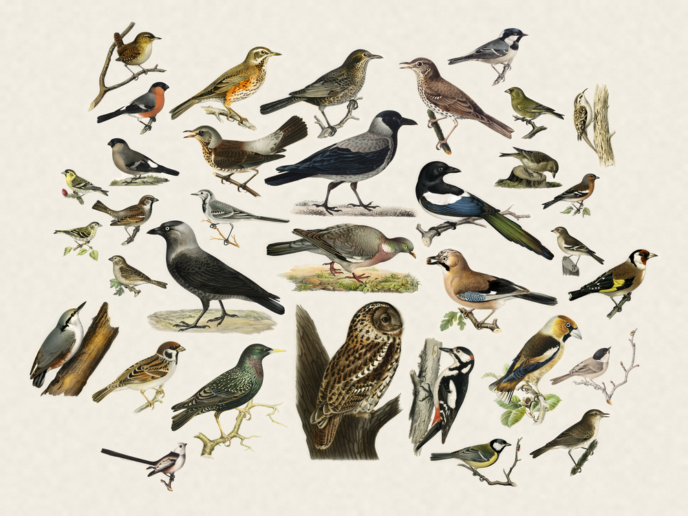 Fugleramme - Le cadre qui dessine les oiseaux qu'il entend
