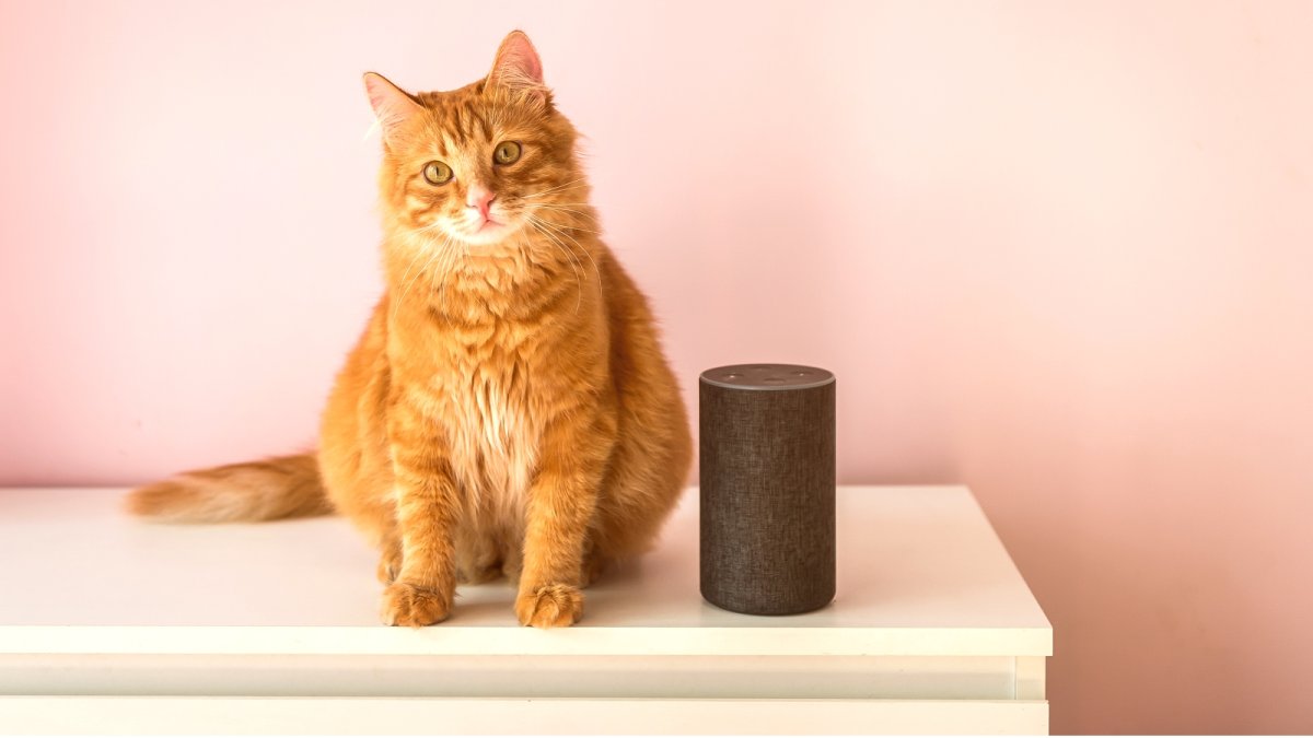 Google Home Gemini : IA et reconnaissance animale