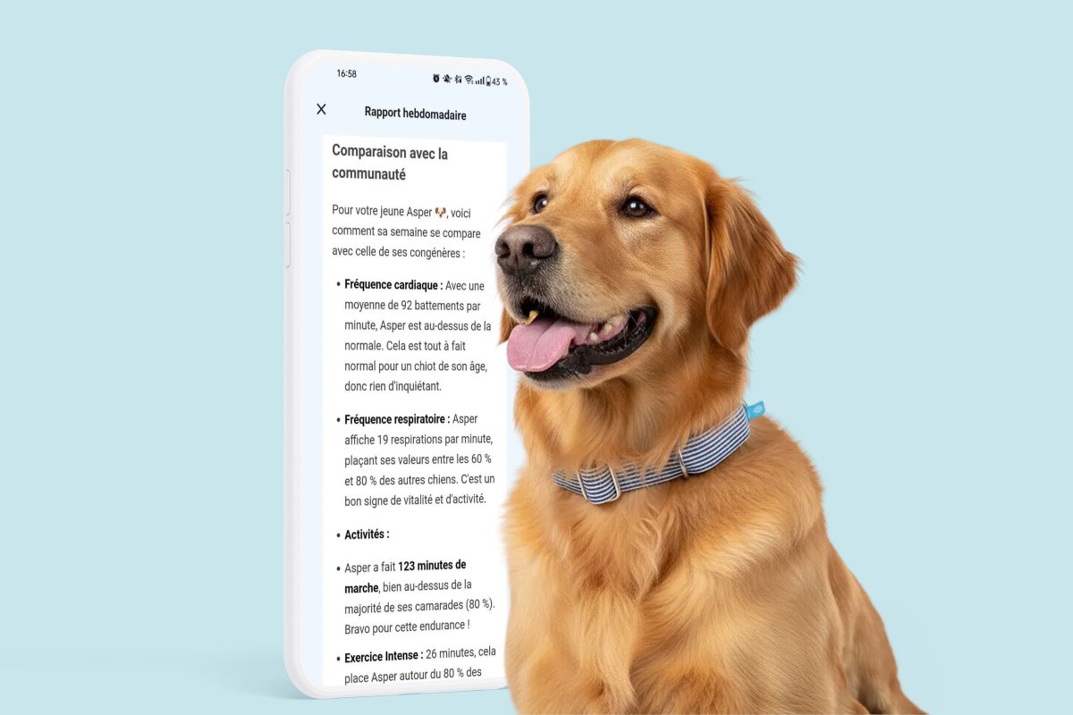 Stratégie Digitale : Innover comme le Collier Connecté pour Chiens