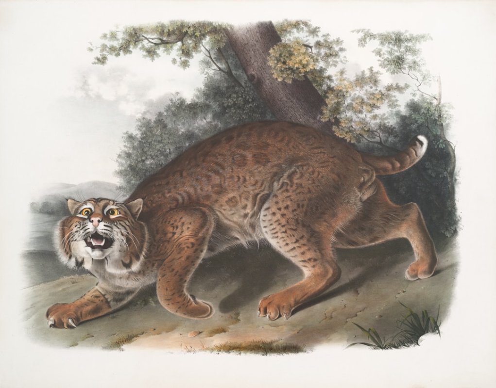 INC Ransom, Lynx, Sinobi : trois marques, un seul groupe de ransomware