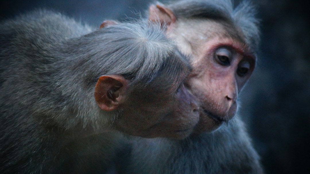 Interspecies communication