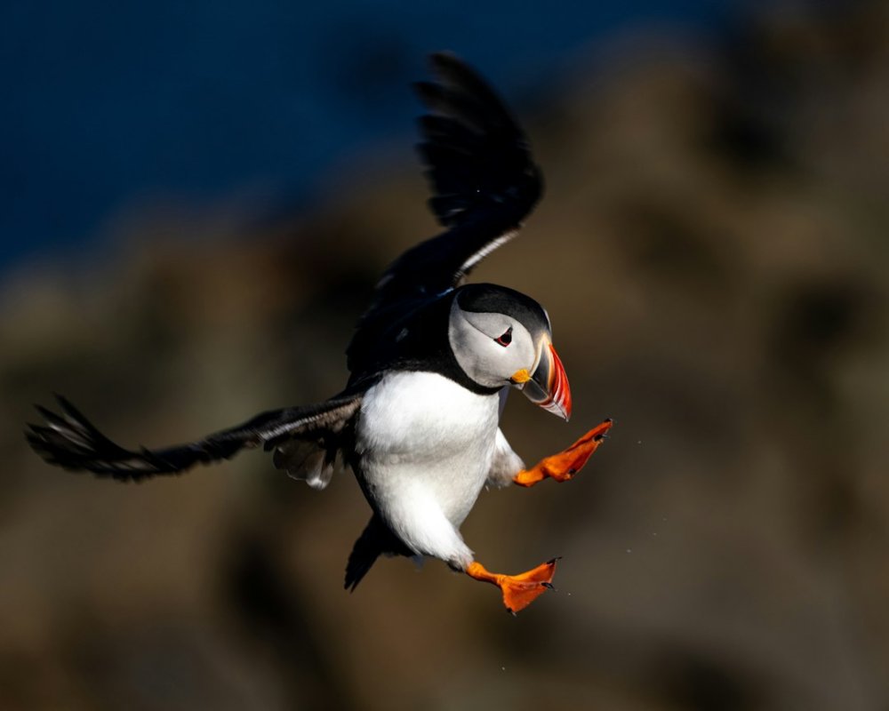 It’s a bird, it’s a plane … it’s a robo-puffin?