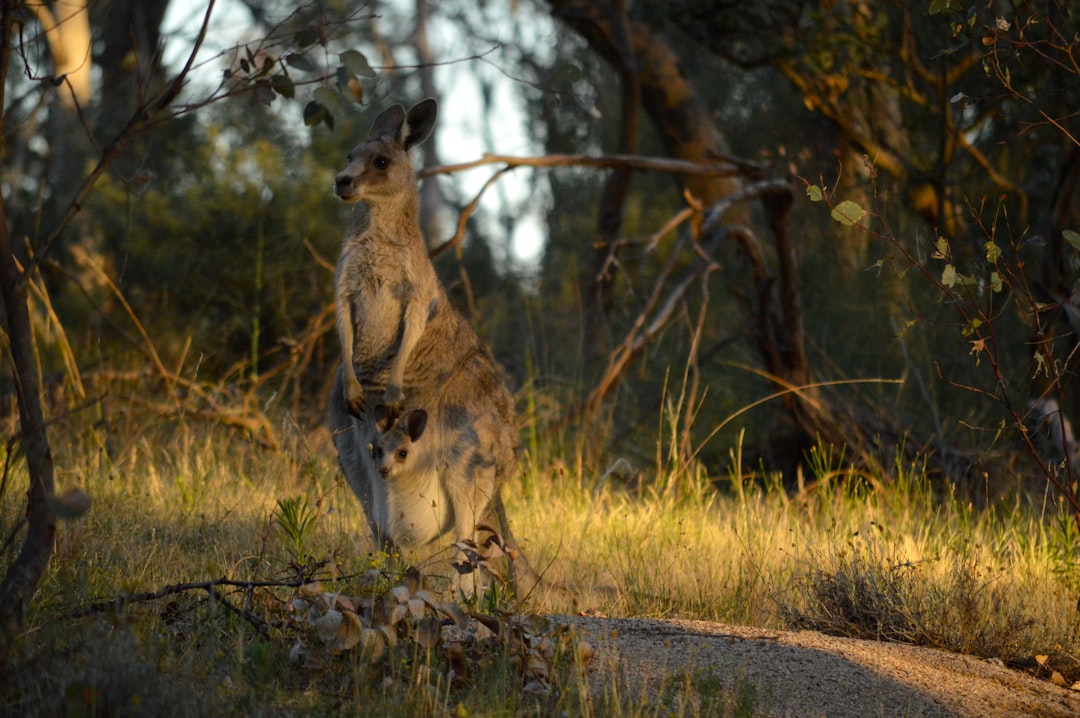 Job titles of the future: Wildlife first responder