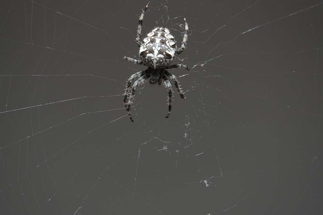 Le mode opératoire « Scattered Spider » désormais utilisé contre l’aviation