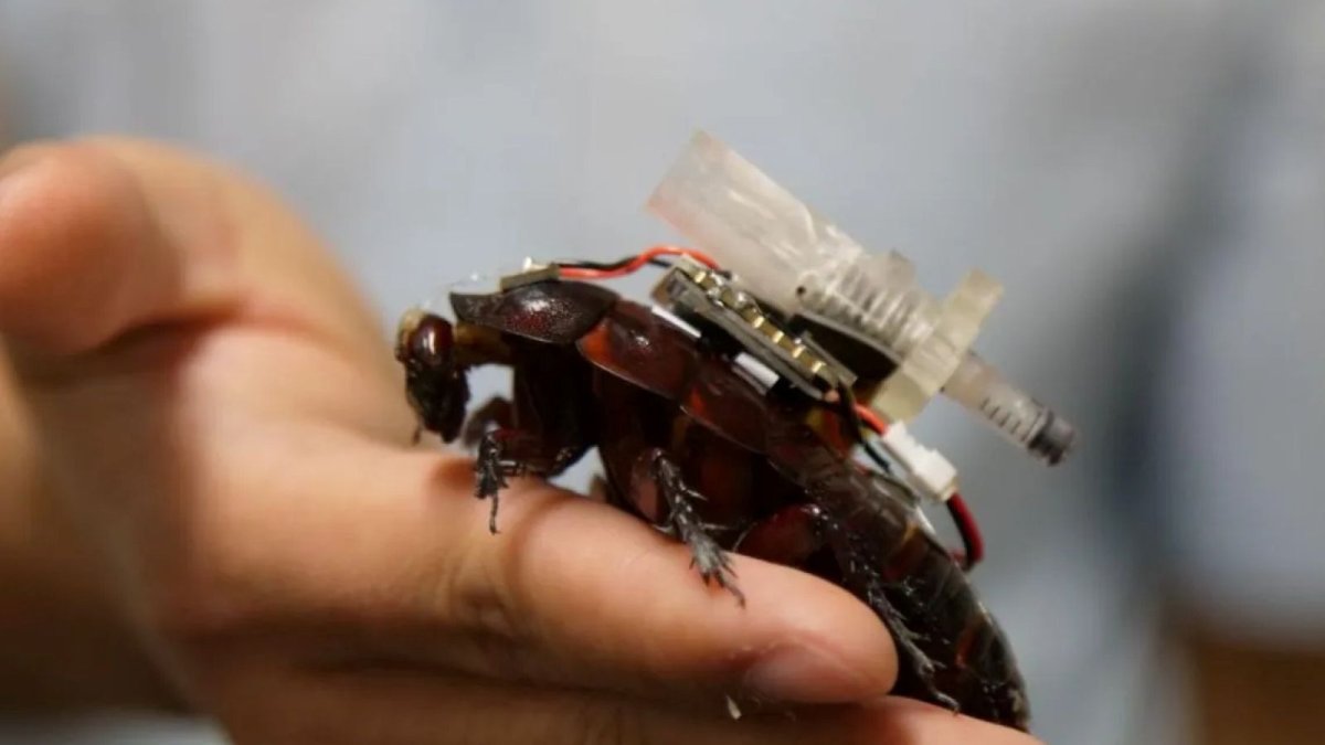 Innovation tech : cafards cyborgs et transformation digitale