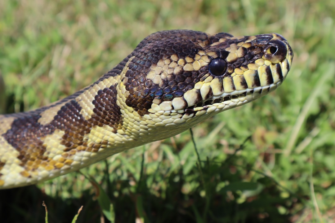 Python 3.15.0 : Les innovations qui boostent votre performance web