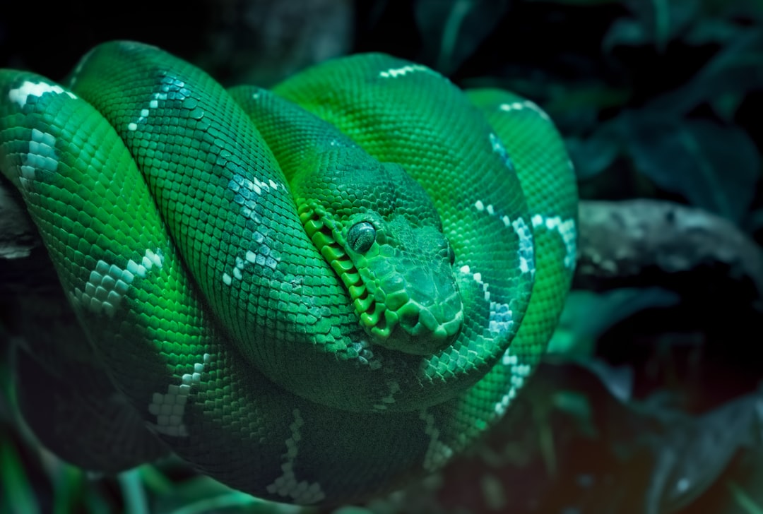 Python Environnements Extension : pour unifier les environnements Python sur Visual Studio Code