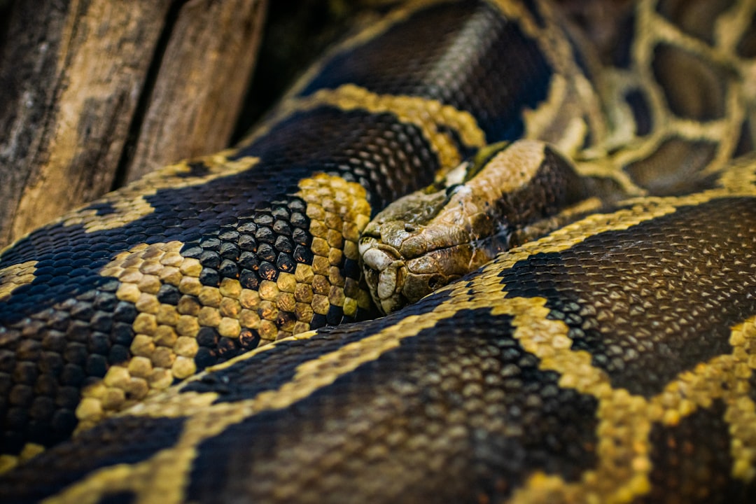 Python : mise à jour de sécurité pour Python 3.12, 3.11 et 3.10