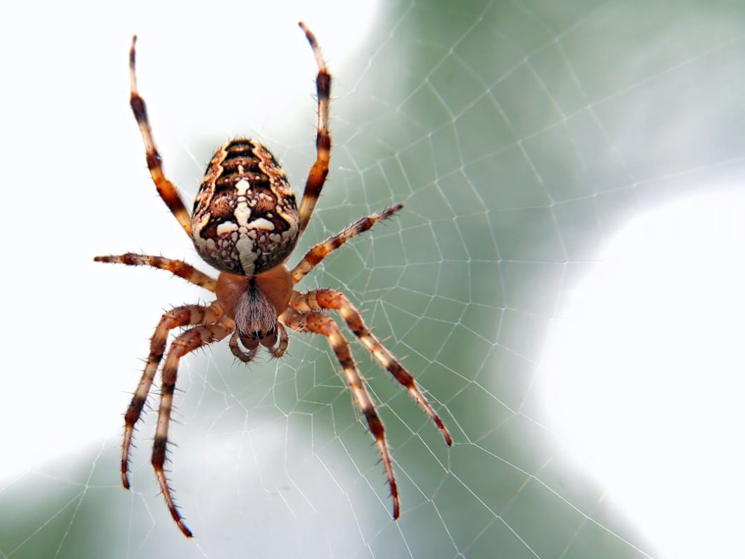 Scattered Spider : un membre présumé arrêté en Finlande