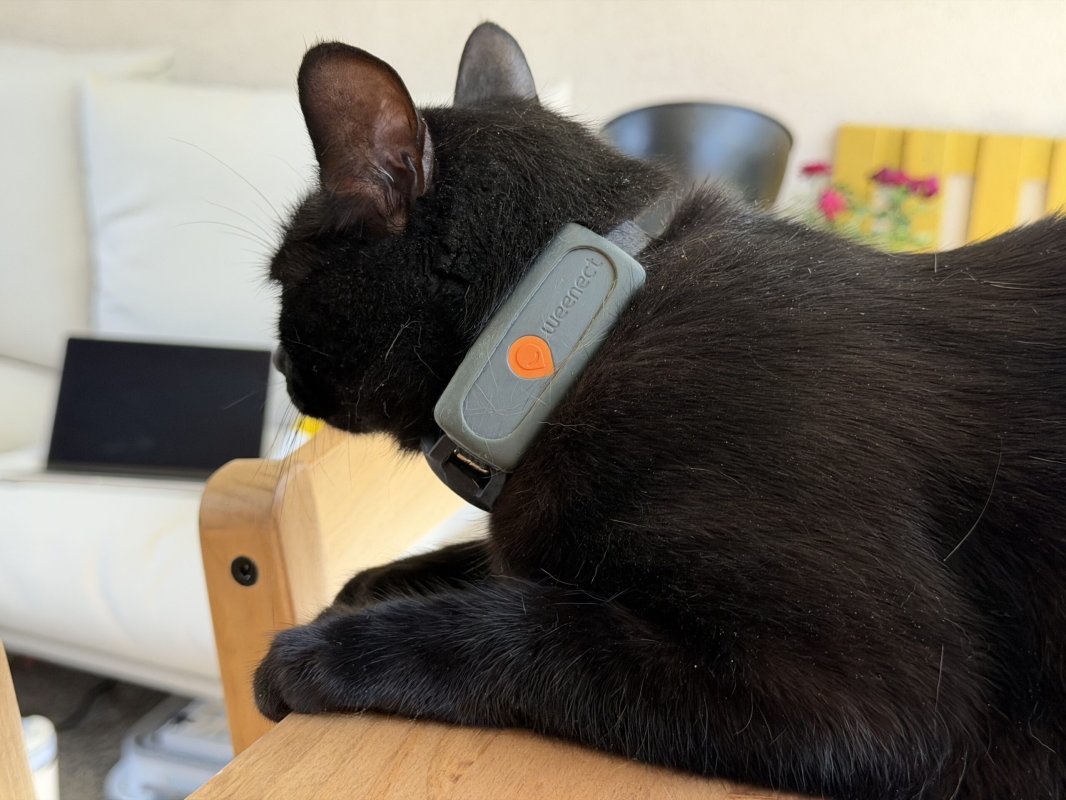 Test du Weenect Chat XS, le collier GPS qui localise mon chat au mètre près
