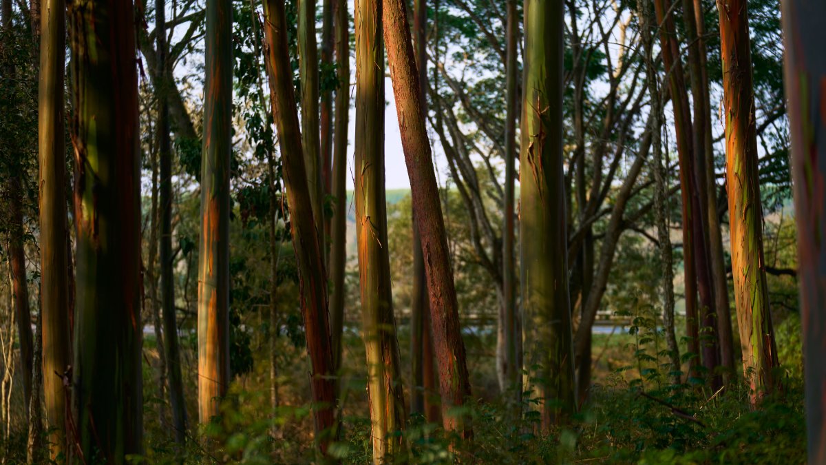 The Download: AI’s impact on jobs, and data centres in space