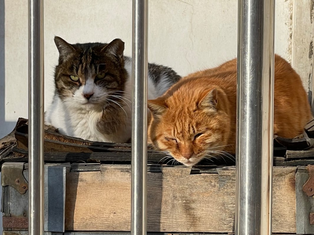 The looming crackdown on AI companionship