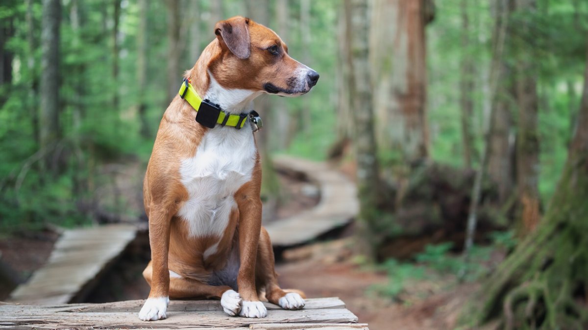 Collier GPS chien interdit : les leçons pour votre business digital