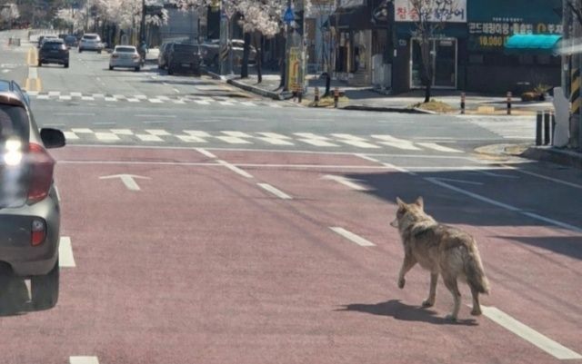 Fausse photo IA d'un loup : leçons pour votre stratégie digitale