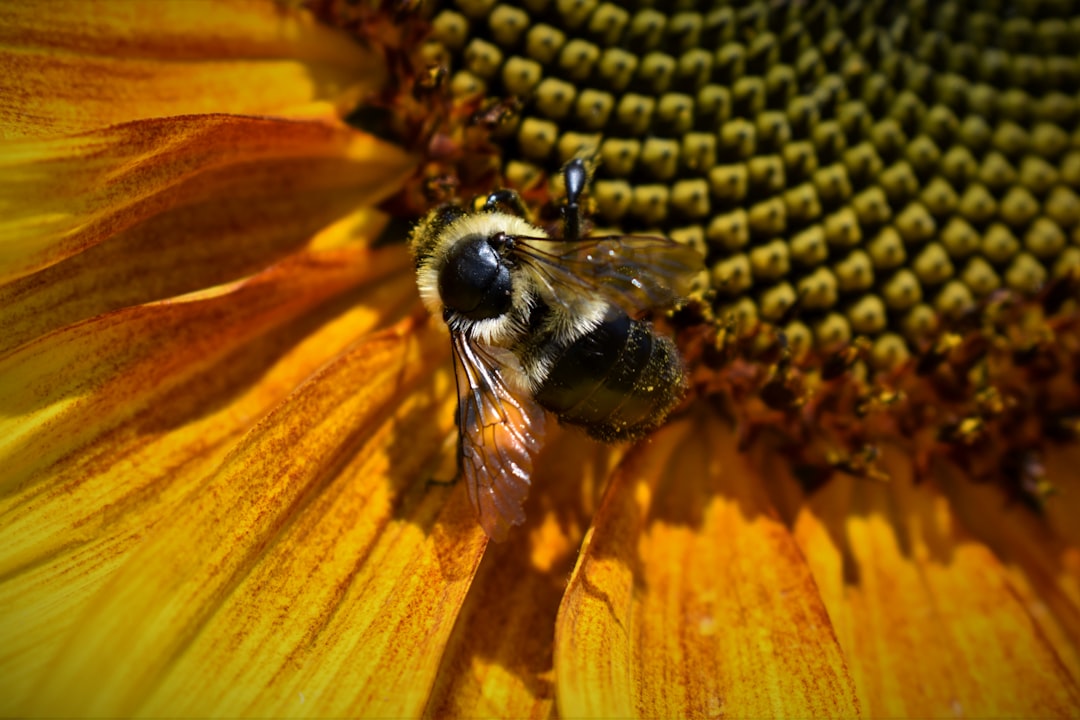 Une nouvelle API Go pour JSON