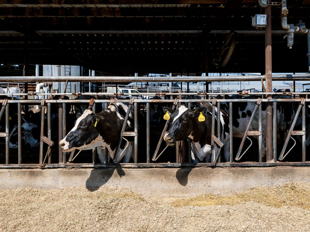 Why worms (and microbes) are catching on as a manure pollution solution