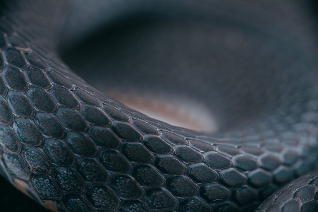 Flet : les dernières nouveautés du framework UI Python 